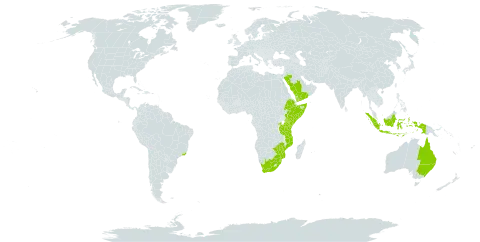 Asparagus falcatus world distribution map, present in Australia, Bermuda, Brazil, Comoros, Ethiopia, Indonesia, Kenya, Mozambique, Rwanda, Saudi Arabia, Somalia, eSwatini, Tanzania, United Republic of, Uganda, Yemen, South Africa, and Zimbabwe