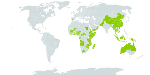 Asparagus racemosus world distribution map, present in Angola, Andorra, Australia, Bangladesh, Central African Republic, China, Eritrea, Spain, Ethiopia, Gabon, Ghana, Guinea, Guinea-Bissau, Indonesia, Iceland, Jamaica, Kenya, Liberia, Sri Lanka, Moldova (Republic of), Madagascar, Maldives, Mali, Myanmar, Mozambique, Mauritius, Nigeria, Nepal, Oman, Pakistan, Rwanda, Sudan, Sierra Leone, Somalia, Togo, Thailand, Timor-Leste, Tanzania, United Republic of, Uganda, Uruguay, Viet Nam, Yemen, South Africa, and Zimbabwe