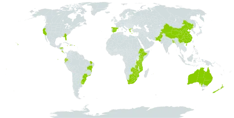 Asparagus setaceus world distribution map, present in Australia, Bangladesh, Bermuda, Brazil, Botswana, China, Cook Islands, Comoros, Costa Rica, Dominica, Ecuador, Spain, Ethiopia, Greece, Honduras, Haiti, Jamaica, Kenya, Lesotho, Mozambique, Mauritius, Norfolk Island, New Zealand, Pakistan, Palau, Puerto Rico, eSwatini, Tonga, Tanzania, United Republic of, Uruguay, United States of America, Samoa, South Africa, Zambia, and Zimbabwe