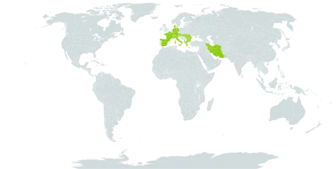 Asperula taurina world distribution map, present in Albania, Austria, Bulgaria, Switzerland, Germany, Denmark, Spain, France, Greece, Hungary, Iran (Islamic Republic of), Italy, Romania, and Turks and Caicos Islands