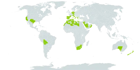 Asphodelus fistulosus world distribution map, present in Albania, Australia, Bolivia (Plurinational State of), Cyprus, Germany, Algeria, Spain, France, Greece, Italy, Libya, Morocco, Mauritius, Netherlands, New Zealand, Oman, Palau, Portugal, Saudi Arabia, Singapore, Turks and Caicos Islands, Tunisia, United States of America, and South Africa