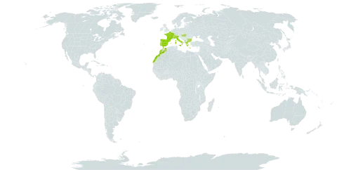 Asphodelus macrocarpus world distribution map, present in Albania, Bulgaria, Switzerland, Spain, France, Greece, Hungary, Italy, Morocco, and Portugal