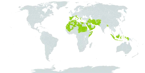 Asphodelus tenuifolius world distribution map, present in Afghanistan, Bangladesh, Cyprus, Algeria, Egypt, Spain, France, Greece, Indonesia, Iran (Islamic Republic of), Iraq, Italy, Kuwait, Libya, Morocco, Mali, Mauritania, Mauritius, Oman, Pakistan, Palau, Saudi Arabia, Sudan, Singapore, Somalia, Chad, Tunisia, and Yemen