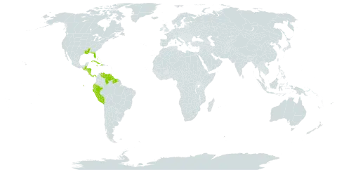 Aspidogyne querceticola world distribution map, present in Bahamas, Belize, Costa Rica, Cuba, Dominica, Ecuador, Guatemala, Guyana, Honduras, Haiti, Jamaica, Nicaragua, Panama, Peru, Suriname, United States of America, and Venezuela (Bolivarian Republic of)