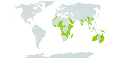 Asplenium aethiopicum subsp. aethiopicum world distribution map, present in Angola, American Samoa, Australia, Burundi, Bangladesh, Central African Republic, China, Côte d'Ivoire, Cameroon, Congo, Comoros, Djibouti, Ethiopia, Fiji, Micronesia (Federated States of), Gabon, Guinea, Equatorial Guinea, Guam, Indonesia, India, Kenya, Liberia, Sri Lanka, Lesotho, Morocco, Madagascar, Myanmar, Northern Mariana Islands, Mozambique, Mauritius, Malawi, Malaysia, Mayotte, Niger, Nigeria, Niue, Philippines, Palau, Papua New Guinea, Réunion, Rwanda, Saudi Arabia, Saint Helena, Ascension and Tristan da Cunha, Sierra Leone, Somalia, Sao Tome and Principe, eSwatini, Chad, Togo, Thailand, Tonga, Tanzania, United Republic of, Uganda, United States of America, Viet Nam, Samoa, Yemen, South Africa, Zambia, and Zimbabwe