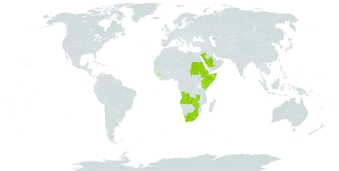 Asplenium aethiopicum subsp. filare world distribution map, present in Angola, Eritrea, Spain, Ethiopia, Guinea, Kenya, Lesotho, Saudi Arabia, Sudan, Somalia, eSwatini, Uganda, South Africa, Zambia, and Zimbabwe