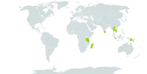 Asplenium affine world distribution map, present in China, Indonesia, India, Cambodia, Lao People's Democratic Republic, Sri Lanka, Madagascar, Mauritius, Philippines, Papua New Guinea, Réunion, Solomon Islands, Seychelles, Thailand, Tanzania, United Republic of, and Viet Nam