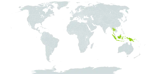 Asplenium caudatum world distribution map, present in Indonesia, Papua New Guinea, and Thailand