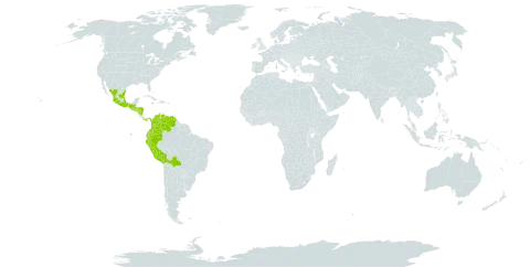 Asplenium fragrans world distribution map, present in Bolivia (Plurinational State of), Colombia, Ecuador, Guatemala, Honduras, Jamaica, Mexico, Nicaragua, Panama, Peru, El Salvador, and Venezuela (Bolivarian Republic of)