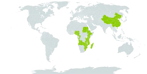 Asplenium gueinzianum world distribution map, present in Angola, Burundi, China, Cameroon, Congo, Comoros, Ethiopia, Equatorial Guinea, Kenya, Madagascar, Mozambique, Mauritius, Malawi, Nigeria, Réunion, Rwanda, Sudan, Saint Helena, Ascension and Tristan da Cunha, Sao Tome and Principe, Tanzania, United Republic of, Uganda, South Africa, Zambia, and Zimbabwe