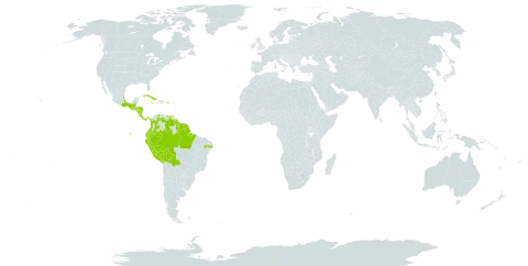 Asplenium juglandifolium world distribution map, present in Belize, Bolivia (Plurinational State of), Brazil, Colombia, Costa Rica, Cuba, Ecuador, Guatemala, French Guiana, Guyana, Honduras, Jamaica, Mexico, Nicaragua, Panama, Peru, Puerto Rico, Suriname, Trinidad and Tobago, and Venezuela (Bolivarian Republic of)