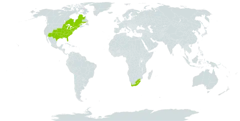 Asplenium platyneuron world distribution map, present in Canada, Lesotho, United States of America, and South Africa