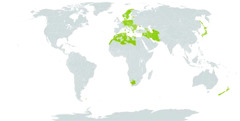 Asplenium scolopendrium subsp. scolopendrium world distribution map, present in Albania, Andorra, Armenia, Austria, Belgium, Bulgaria, Bosnia and Herzegovina, Switzerland, Czech Republic, Germany, Denmark, Algeria, Spain, Estonia, Falkland Islands (Malvinas), France, United Kingdom of Great Britain and Northern Ireland, Georgia, Greece, Croatia, Hungary, Iran (Islamic Republic of), Iraq, Israel, Italy, Japan, Lebanon, Libya, Liechtenstein, Luxembourg, Morocco, Moldova (Republic of), North Macedonia, Malta, Montenegro, Netherlands, Norway, New Zealand, Poland, Portugal, Palestine, State of, Romania, Russian Federation, San Marino, Serbia, Slovakia, Slovenia, Sweden, Syrian Arab Republic, Turkmenistan, Tunisia, Turkey, Ukraine, and South Africa