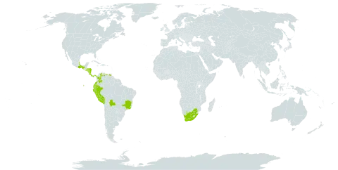 Asplenium theciferum world distribution map, present in Bolivia (Plurinational State of), Brazil, Colombia, Costa Rica, Ecuador, Honduras, Mexico, Nicaragua, Panama, Peru, El Salvador, Venezuela (Bolivarian Republic of), and South Africa