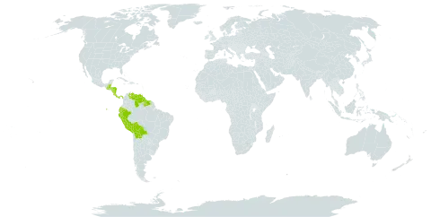 Asplundia world distribution map, present in Belize, Bolivia (Plurinational State of), Costa Rica, Dominica, Ecuador, Guatemala, Guyana, Honduras, Nicaragua, Panama, Peru, Suriname, and Venezuela (Bolivarian Republic of)