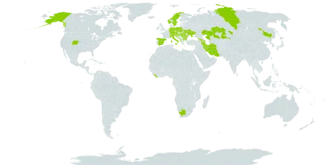 Aster alpinus world distribution map, present in Albania, Andorra, Armenia, Austria, Azerbaijan, Bulgaria, Bosnia and Herzegovina, Switzerland, China, Czech Republic, Germany, Spain, France, Georgia, Croatia, Hungary, Iran (Islamic Republic of), Italy, Kazakhstan, Liberia, Liechtenstein, North Macedonia, Montenegro, Norway, Poland, Romania, Russian Federation, Serbia, Slovenia, Sweden, Ukraine, United States of America, and South Africa