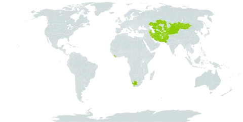 Aster altaicus var. canescens world distribution map, present in Afghanistan, Azerbaijan, China, Iran (Islamic Republic of), Kazakhstan, Kyrgyzstan, Liberia, Mongolia, Pakistan, Tajikistan, Turkmenistan, Uzbekistan, and South Africa