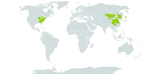 Aster tataricus world distribution map, present in China, Japan, Liberia, Mongolia, Korea (Democratic People's Republic of), and United States of America