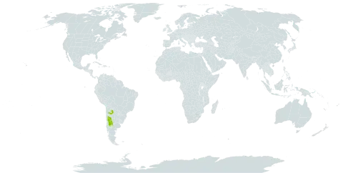 Asteriscium glaucum world distribution map, present in Argentina