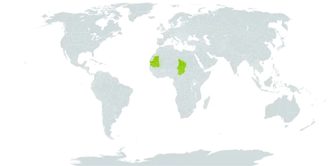 Asteriscus graveolens subsp. stenophyllus world distribution map, present in Spain, Mauritania, and Chad