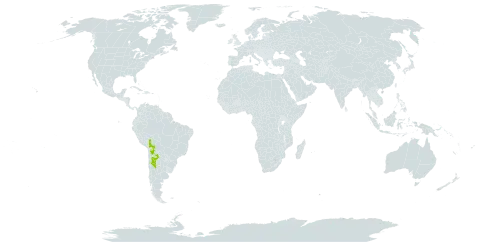 Astragalus flavocreatus world distribution map, present in Argentina and Bolivia (Plurinational State of)