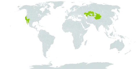 Astragalus magdalenae world distribution map, present in China, Kazakhstan, Mexico, Mongolia, and United States of America