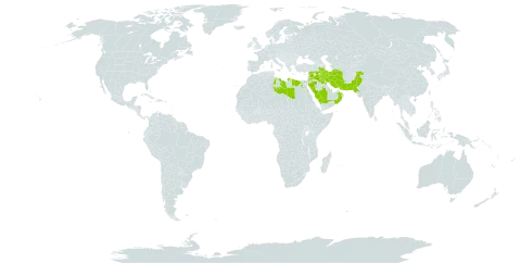 Astragalus schimperi world distribution map, present in Bahrain, Egypt, Iran (Islamic Republic of), Iraq, Iceland, Israel, Jordan, Kuwait, Libya, Oman, Pakistan, Qatar, Saudi Arabia, and Syrian Arab Republic