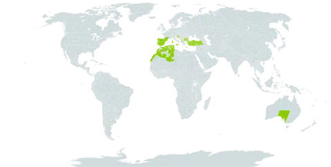 Astragalus sesameus world distribution map, present in Albania, Australia, Bulgaria, Bosnia and Herzegovina, Algeria, Spain, France, Greece, Croatia, Italy, Morocco, Malta, Portugal, Tunisia, and Turkey