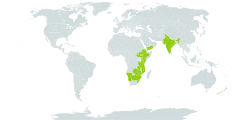 Asystasia mysurensis world distribution map, present in Burundi, Botswana, Ethiopia, India, Kenya, Mozambique, Namibia, Rwanda, South Sudan, eSwatini, Tanzania, United Republic of, Uganda, Yemen, South Africa, Zambia, and Zimbabwe