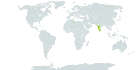 Atalantia wightii world distribution map, present in India and Libya