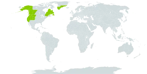 Athyrium americanum world distribution map, present in Canada, Greenland, and United States of America