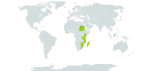 Athyrium newtonii world distribution map, present in Burundi, Guinea, Kenya, Liberia, Lesotho, Madagascar, Mozambique, Malawi, Rwanda, Sudan, Sao Tome and Principe, eSwatini, Tanzania, United Republic of, Uganda, South Africa, and Zimbabwe