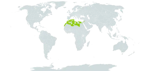 Atractylis prolifera world distribution map, present in Algeria, Egypt, Israel, Jordan, Libya, Morocco, and Tunisia