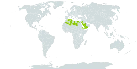 Atriplex coriacea world distribution map, present in Algeria, Egypt, Eritrea, Libya, Saudi Arabia, Tunisia, and Yemen