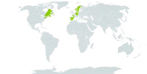 Atriplex laciniata world distribution map, present in Belgium, Canada, Germany, Denmark, Spain, France, United Kingdom of Great Britain and Northern Ireland, Netherlands, Norway, Sweden, and United States of America