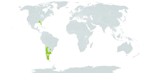 Atriplex lampa world distribution map, present in Argentina, Uruguay, and United States of America