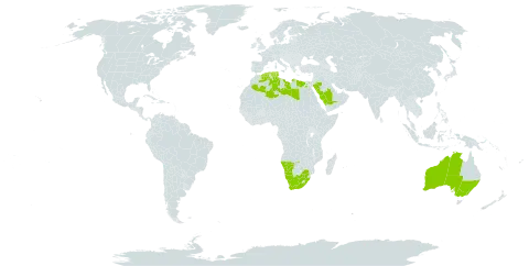 Atriplex lindleyi subsp. inflata world distribution map, present in Australia, Algeria, Egypt, Libya, Namibia, Saudi Arabia, Tunisia, and South Africa