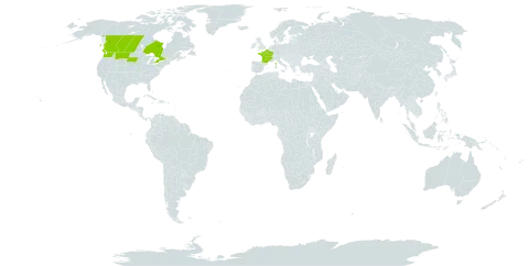 Atriplex oblongifolia world distribution map, present in Canada, France, and United States of America