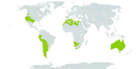 Atriplex semibaccata world distribution map, present in Argentina, Australia, Bolivia (Plurinational State of), Botswana, Chile, Cyprus, Algeria, Egypt, Spain, Israel, Libya, Lesotho, Morocco, Mexico, Namibia, Peru, Paraguay, Tunisia, United States of America, and South Africa