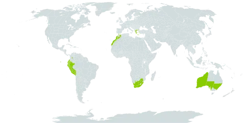 Austrocylindropuntia subulata world distribution map, present in Australia, Colombia, Ecuador, Spain, Greece, Morocco, Peru, and South Africa