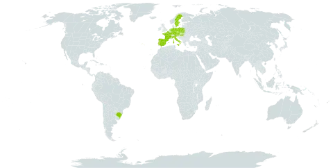 Avena brevis world distribution map, present in Austria, Brazil, Czech Republic, Germany, Spain, France, Hungary, Italy, Netherlands, Poland, Portugal, and Sweden