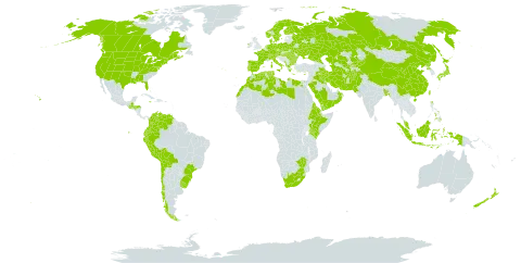 Avena fatua world distribution map, present in Afghanistan, Åland Islands, Albania, Australia, Austria, Bangladesh, Bulgaria, Belarus, Bermuda, Bolivia (Plurinational State of), Brazil, Canada, Switzerland, Chile, China, Colombia, Cyprus, Czech Republic, Germany, Denmark, Algeria, Ecuador, Egypt, Eritrea, Spain, Ethiopia, Finland, France, Micronesia (Federated States of), Greece, Guatemala, Honduras, Hungary, Indonesia, Ireland, Iran (Islamic Republic of), Iraq, Italy, Jamaica, Japan, Kazakhstan, Kenya, Kyrgyzstan, Kuwait, Libya, Morocco, Montenegro, Malaysia, Netherlands, Norway, Nepal, New Zealand, Oman, Pakistan, Peru, Philippines, Palau, Poland, Korea (Democratic People's Republic of), Portugal, Romania, Russian Federation, Saudi Arabia, Singapore, Sweden, Turks and Caicos Islands, Turkmenistan, Tunisia, Taiwan, Province of China, Ukraine, Uruguay, United States of America, Uzbekistan, Venezuela (Bolivarian Republic of), Yemen, South Africa, and Zimbabwe