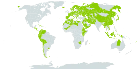 Avena world distribution map, present in Afghanistan, Åland Islands, Albania, Australia, Austria, Burkina Faso, Bangladesh, Bulgaria, Belarus, Bermuda, Bolivia (Plurinational State of), Switzerland, Chile, China, Colombia, Costa Rica, Cuba, Cyprus, Czech Republic, Germany, Djibouti, Dominica, Denmark, Algeria, Ecuador, Egypt, Eritrea, Spain, Ethiopia, Finland, Fiji, Falkland Islands (Malvinas), France, Micronesia (Federated States of), Georgia, Greece, Guatemala, Honduras, Haiti, Hungary, Indonesia, Ireland, Iran (Islamic Republic of), Iraq, Iceland, Italy, Jamaica, Japan, Kazakhstan, Kenya, Kyrgyzstan, Kuwait, Lao People's Democratic Republic, Libya, Lesotho, Morocco, Mali, Myanmar, Montenegro, Mauritius, Malaysia, Norfolk Island, Nicaragua, Netherlands, Norway, Nepal, Oman, Pakistan, Peru, Philippines, Palau, Poland, Puerto Rico, Korea (Democratic People's Republic of), Portugal, Réunion, Romania, Russian Federation, Saudi Arabia, Singapore, Sweden, Turks and Caicos Islands, Turkmenistan, Tunisia, Taiwan, Province of China, Ukraine, Uruguay, Uzbekistan, Venezuela (Bolivarian Republic of), Viet Nam, Yemen, and Zimbabwe