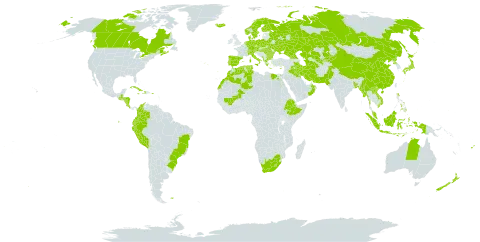 Avena sativa world distribution map, present in Åland Islands, Albania, Australia, Austria, Burkina Faso, Bangladesh, Bulgaria, Belarus, Bermuda, Brazil, Canada, Switzerland, China, Colombia, Costa Rica, Cuba, Cyprus, Czech Republic, Germany, Dominica, Denmark, Algeria, Ecuador, Egypt, Spain, Ethiopia, Finland, Fiji, Falkland Islands (Malvinas), France, Micronesia (Federated States of), Georgia, Greece, Guatemala, Honduras, Haiti, Hungary, Indonesia, Iran (Islamic Republic of), Iraq, Iceland, Italy, Jamaica, Japan, Kazakhstan, Kyrgyzstan, Kuwait, Lao People's Democratic Republic, Lesotho, Morocco, Mali, Myanmar, Montenegro, Malaysia, Norfolk Island, Nicaragua, Netherlands, Norway, New Zealand, Oman, Pakistan, Peru, Philippines, Palau, Poland, Puerto Rico, Korea (Democratic People's Republic of), Portugal, Romania, Russian Federation, Singapore, Sweden, Turks and Caicos Islands, Turkmenistan, Tunisia, Ukraine, Uzbekistan, Viet Nam, and South Africa