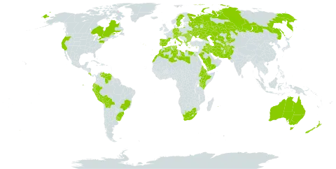 Avena sterilis world distribution map, present in Afghanistan, Albania, Australia, Austria, Bulgaria, Bolivia (Plurinational State of), Brazil, Canada, Switzerland, Costa Rica, Cyprus, Czech Republic, Germany, Algeria, Ecuador, Egypt, Eritrea, Spain, Ethiopia, France, Greece, Hungary, Iran (Islamic Republic of), Iraq, Italy, Kazakhstan, Kenya, Kyrgyzstan, Libya, Morocco, New Zealand, Pakistan, Peru, Palau, Portugal, Réunion, Romania, Russian Federation, Saudi Arabia, Singapore, Sweden, Turks and Caicos Islands, Turkmenistan, Tunisia, Ukraine, Uruguay, United States of America, Uzbekistan, Venezuela (Bolivarian Republic of), Yemen, and South Africa