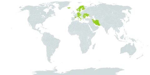 Avenella flexuosa subsp. corsica world distribution map, present in Austria, Bulgaria, Switzerland, Czech Republic, Germany, Finland, France, Iran (Islamic Republic of), Iceland, Italy, Norway, Romania, Sweden, Turks and Caicos Islands, and Ukraine