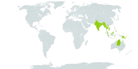 Avicennia alba world distribution map, present in Australia, Bangladesh, Indonesia, India, Myanmar, Malaysia, Philippines, Papua New Guinea, Thailand, and Viet Nam