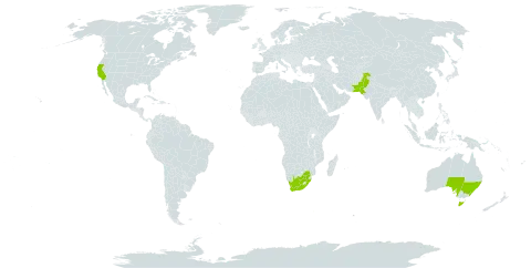 Avicennia marina world distribution map, present in Australia, Pakistan, United States of America, and South Africa