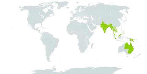 Avicennia officinalis world distribution map, present in Australia, Bangladesh, Indonesia, India, Cambodia, Myanmar, Malaysia, Philippines, Papua New Guinea, Thailand, and Viet Nam