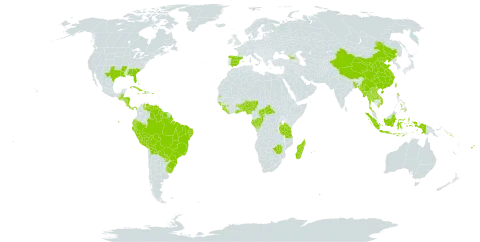 Axonopus compressus world distribution map, present in Åland Islands, Andorra, Benin, Bangladesh, Bahamas, Belize, Bermuda, Bolivia (Plurinational State of), Brazil, Central African Republic, China, Congo, Cook Islands, Costa Rica, Cuba, Cayman Islands, Dominica, Ecuador, Spain, Fiji, Gabon, Georgia, Ghana, Guinea, Guinea-Bissau, Guatemala, Guyana, Honduras, Haiti, Indonesia, Jamaica, Lao People's Democratic Republic, Liberia, Madagascar, Myanmar, Mauritius, Norfolk Island, Nigeria, Nicaragua, Nepal, Panama, Peru, Philippines, Puerto Rico, Paraguay, Réunion, Solomon Islands, Sierra Leone, Suriname, Seychelles, Togo, Thailand, Tonga, Taiwan, Province of China, Tanzania, United Republic of, Uganda, Uruguay, United States of America, Venezuela (Bolivarian Republic of), Viet Nam, Wallis and Futuna, Samoa, and Zimbabwe